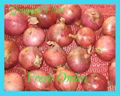 ORGANIC FRESH RED ONIONS 1