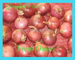 ORGANIC FRESH RED ONIONS