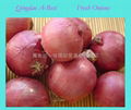 ORGANIC FRESH RED ONIONS 3