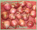 NEW FRESH PINK ONION 3