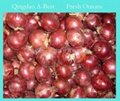 2022 NEW CROPS FRESH RED ONION 1