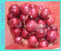 2022 NEW CROPS FRESH RED ONION 4