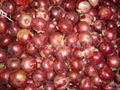 2022 NEW CROPS FRESH RED ONION 17