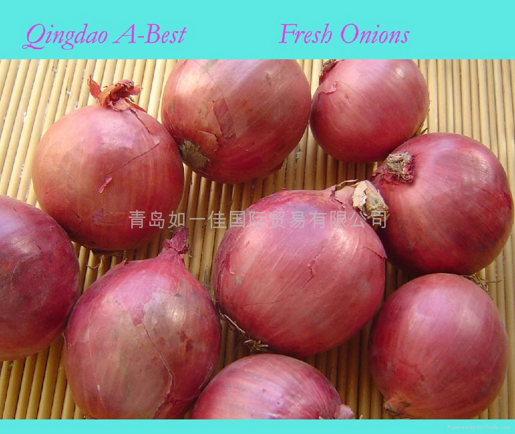 FRESH ONION 3