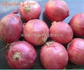 FRESH PINK ONION