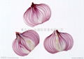 NEW CROPS FRESH RED ONIONS