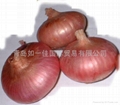 NEW CROPS FRESH RED ONIONS 5