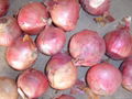 ONION 3