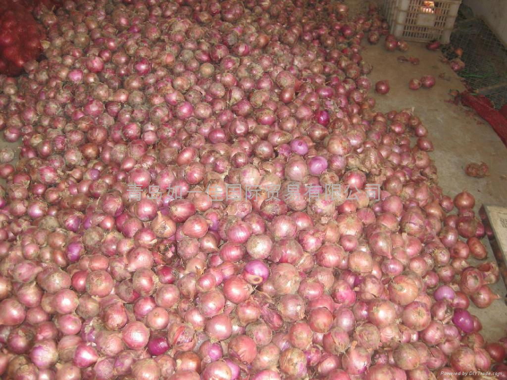 2022 CROPS FRESH RED ONION 2