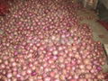 2022 CROPS FRESH RED ONION 2