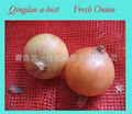 2022 NEW CROPS FRESH RED ONION 5