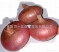 RED ONION BULBS