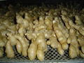 2023 new crops  AIR DRIED GINGER