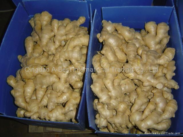 2023 new crops  AIR DRIED GINGER 2