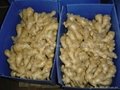 2024 new crops  AIR DRIED GINGER 2