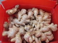 2024 new crops  AIR DRIED GINGER 3