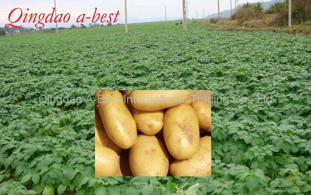Fresh potatoes/Murphy 5