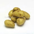 Organic Fresh potato 1