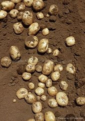 2015 crops Fresh holland potatoes