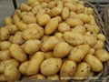 2015 crops Fresh holland potatoes 2