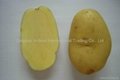 2015 crops Fresh holland potatoes
