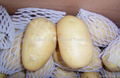 2015 crops Fresh holland potatoes 4