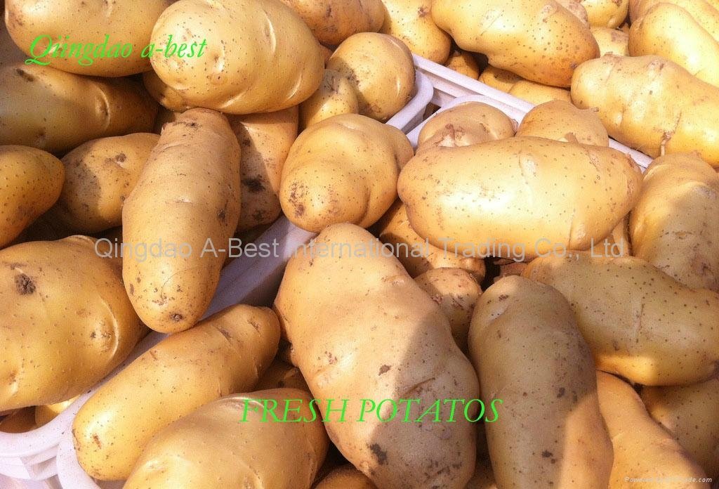 New Fresh holland potato 2