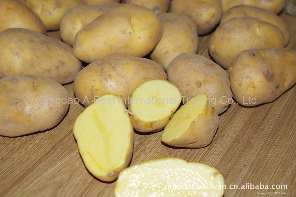 New Fresh holland potato 3