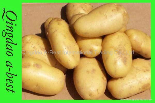 New Fresh holland potato 4
