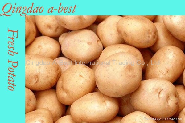 New Fresh holland potato 5