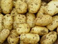 2015 new crops POTATO 5