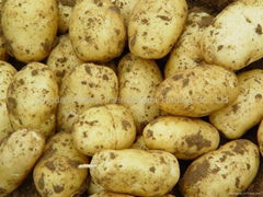 Fresh holland potato