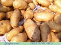 Fresh holland potato