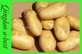 保鮮土豆