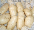 POTATOS 5