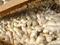 2025 New Chinese fresh ginger 9