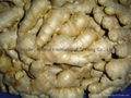 2024 Chinese Fresh Ginger 4