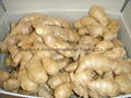 2023 Chinese Fresh Ginger 6