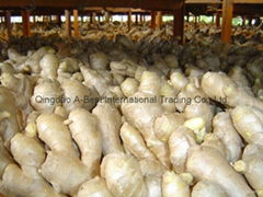 2024 Chinese Fresh Ginger