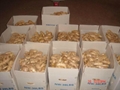 2025 New Chinese fresh ginger 10
