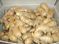 2024 New Chinese fresh ginger 11