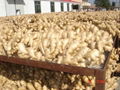 2024 New Chinese fresh ginger 14