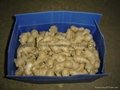  NEW AIR DRIED GINGER 11