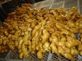 Fresh air dried ginger 9