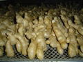 Fresh air dried ginger 8