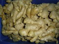 Fresh air dried ginger 6