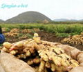 Fresh air dried ginger