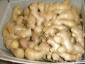 2024 new crops  AIR DRIED GINGER 6