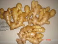 2024 new crops  AIR DRIED GINGER 7