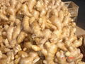 2024 new crops  AIR DRIED GINGER 9